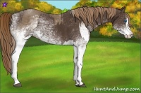 Horse Color:White Spotted Chocolate Palomino Splash and White Spotted Liver Chestnut Splash