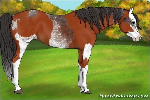 Horse Color:White Spotted Brown Splash and Bay Splash
