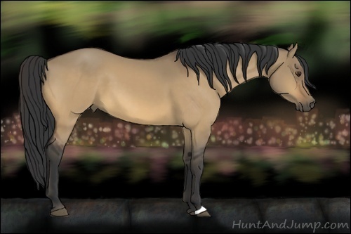 Horse Color:Buckskin Dun 