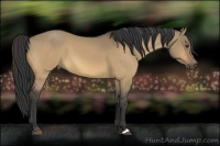 Horse Color:Buckskin Dun 