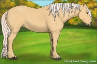 Horse Color:Palomino