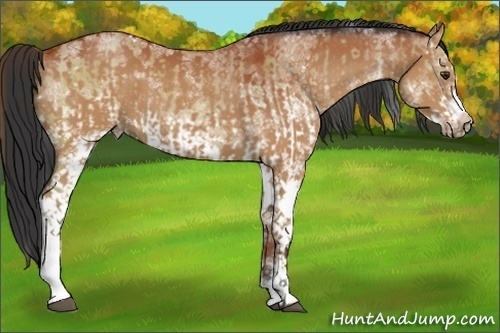 Horse Color:White Spotted Bay Dun Splash  and White Spotted Bay Splash Frame 
