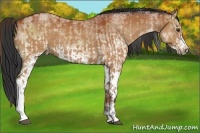 Horse Color:White Spotted Bay Dun Splash  and White Spotted Bay Splash Frame 