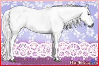 Horse Color:Gray Silver Bay Sabino Tobiano