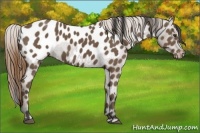 Horse Color:Buckskin Appaloosa 