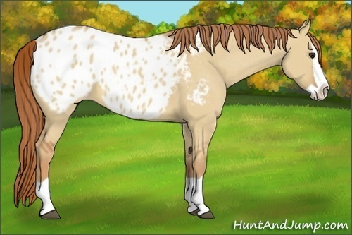 Horse Color:Red Dun Splash Appaloosa 