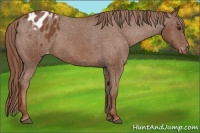 Horse Color:Chestnut Appaloosa 