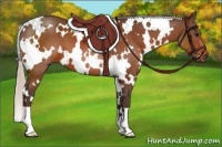 Horse Color:White Spotted Silver Bay 