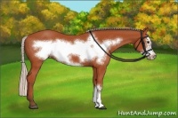 Horse Color:Silver Bay Frame 