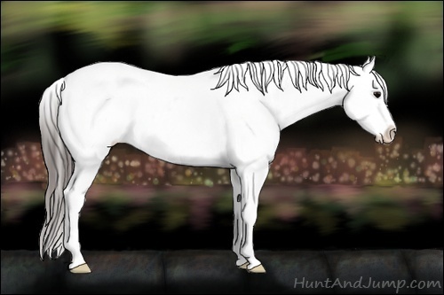 Horse Color:Black Splash Appaloosa 