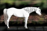 Horse Color:White Spotted Brown Appaloosa 