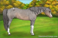 Horse Color:Brown Appaloosa