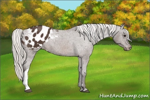 Horse Color:Silver Brown Appaloosa