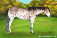 Horse Color:Unknown 