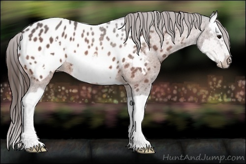 Horse Color:Bay Ice Roan Splash Frame Appaloosa 