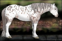 Horse Color:Bay Ice Roan Splash Frame Appaloosa 
