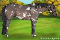 Horse Color:White Spotted Bay 