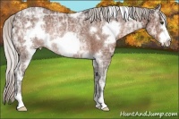 Horse Color:White Spotted Silver Bay Ice Frame Rabicano