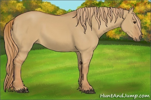 Horse Color:Red Dun 