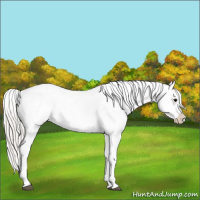 Horse Color:Silver Black Appaloosa 