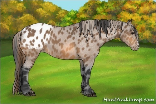 Horse Color:Buckskin Blanket 