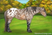 Horse Color:Buckskin Blanket 