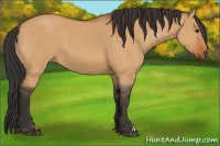 Horse Color:Bay Dun