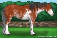 Horse Color:Bay Sabino 