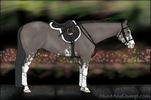 Horse Color:Grullo Sabino 