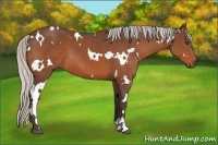 Horse Color:White Spotted Silver Bay Sabino 