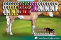 Horse Color:Silver Black Pearl Sabino 