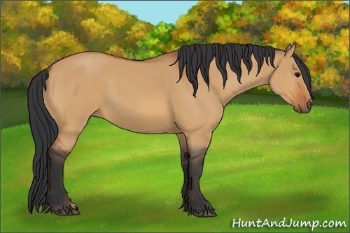 Horse Color:Bay Dun