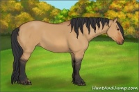 Horse Color:Bay Dun