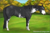 Horse Color:Black Sabino 