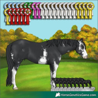 Horse Color:Black Sabino 