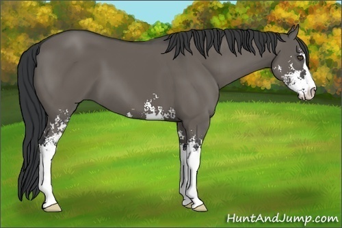 Horse Color:Grullo Sabino 