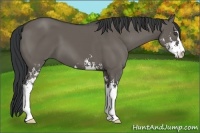 Horse Color:Grullo Sabino 