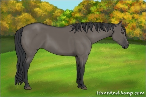 Horse Color:Grullo Sabino