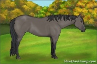 Horse Color:Grullo Sabino 