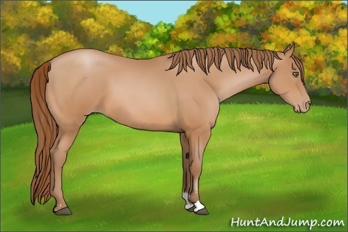 Horse Color:Bay Pearl Sabino 
