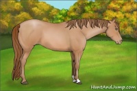 Horse Color:Bay Pearl Sabino