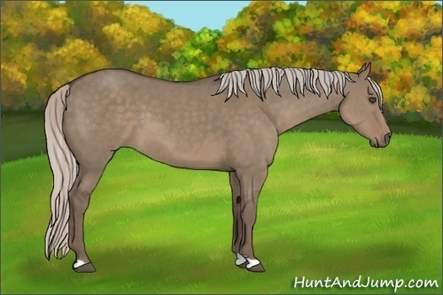 Horse Color:Silver Grullo