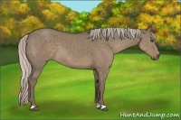 Horse Color:Silver Grullo
