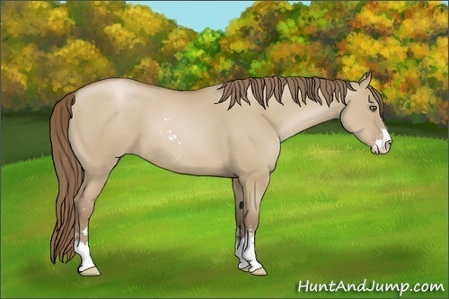 Horse Color:Grullo Pearl Sabino 