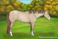 Horse Color:Grullo Pearl Sabino
