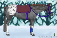 Horse Color:Black Appaloosa Rabicano 