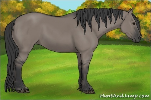 Horse Color:Grullo 
