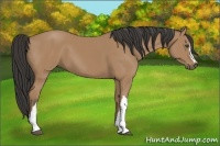 Horse Color:Buckskin 