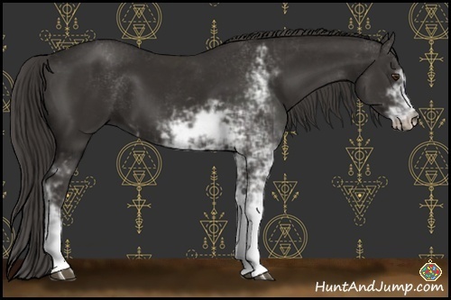 Horse Color:Liver Chestnut Sabino