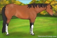 Horse Color:Bay 